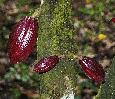cacaoyer fruits theobroma cacao