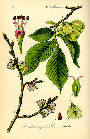 elm ulmus carpinifolia