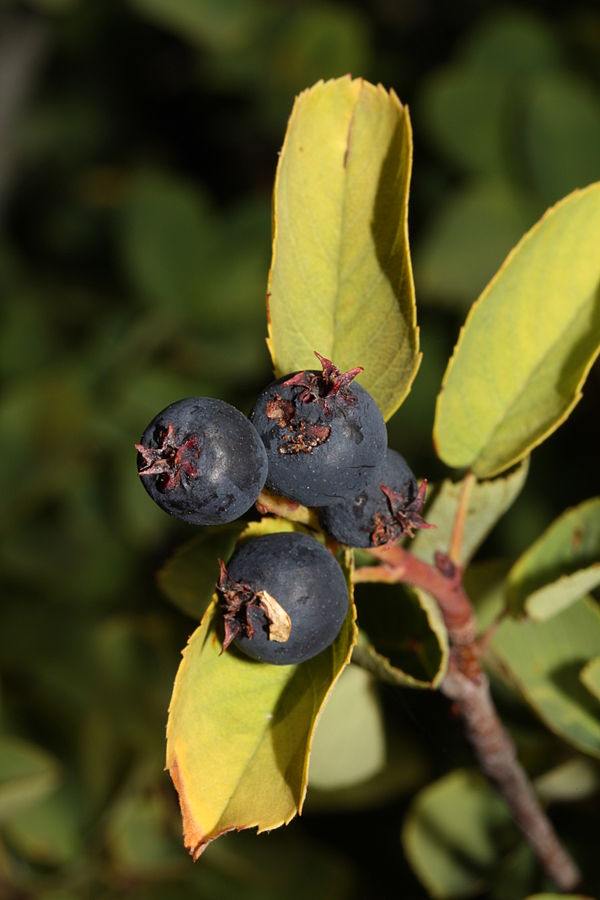 Amelanchier alnifolia fruit