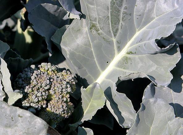 chou broccoli brassica oleracea