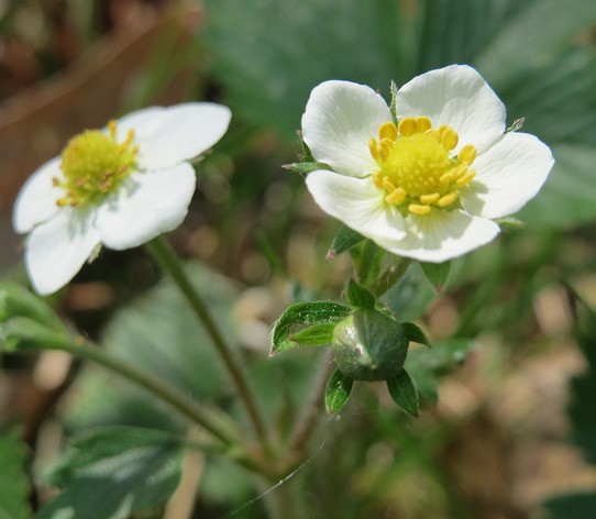 fleur fragaria