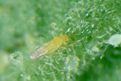 eretmocerus eremicus insecte