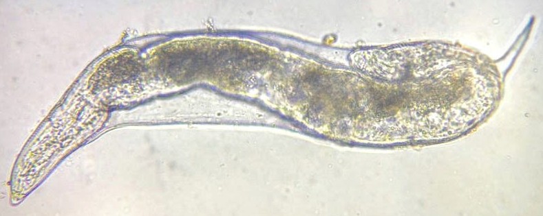 nematodes galles 3 stage juvenile
