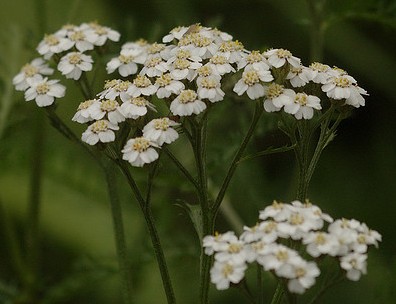 Achillea millefolium, achillée millefeuille