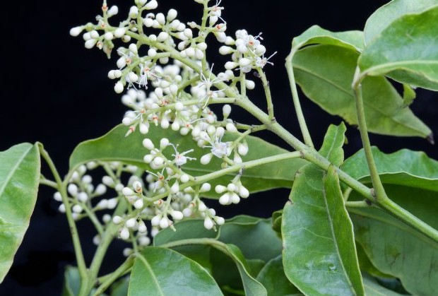 Amyris balsamifera (Indes): botanique, bienfaits et usages