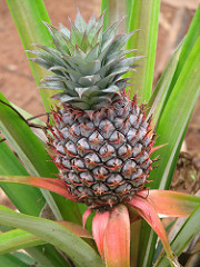 Ananas