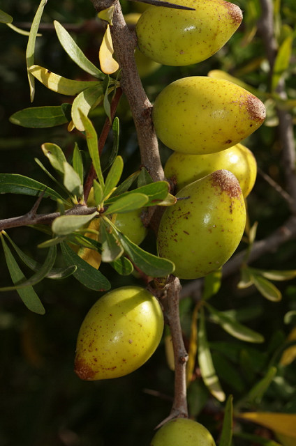 arganier fruits argania spinosa