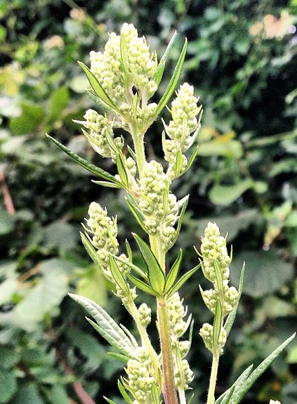 armoise commune artemisia vulgaris