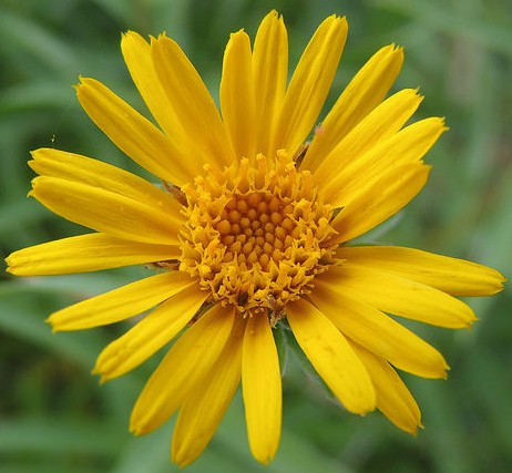 arnica montana