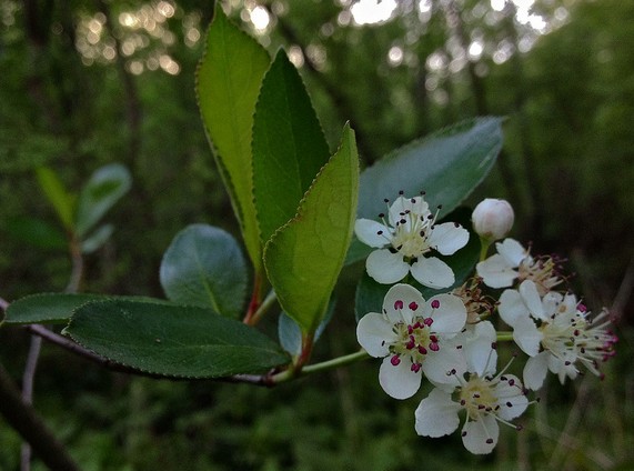 aronie noire aronia melanocarpa