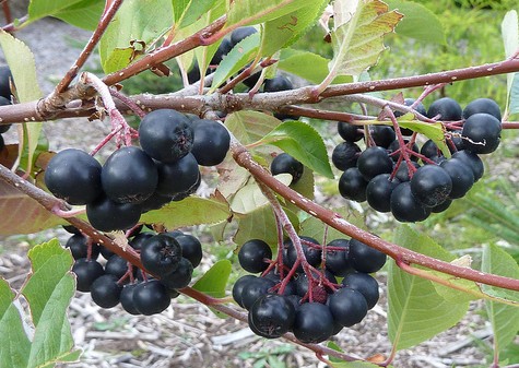 aronie noire fruits aronia melanocarpa