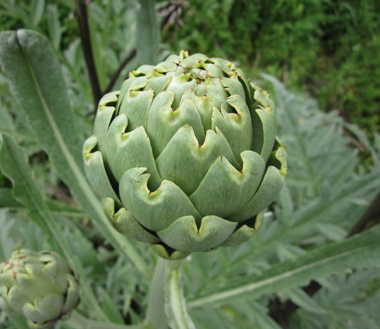 artichaut cynara scolymus