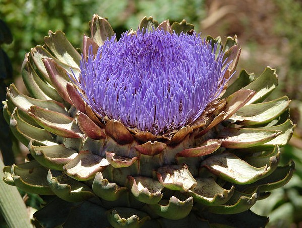 artichaut fleur cynara scolymus