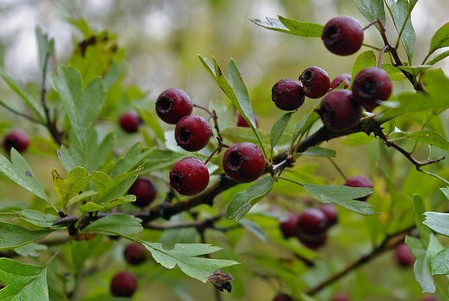 aubepine crataegus oxyacantha