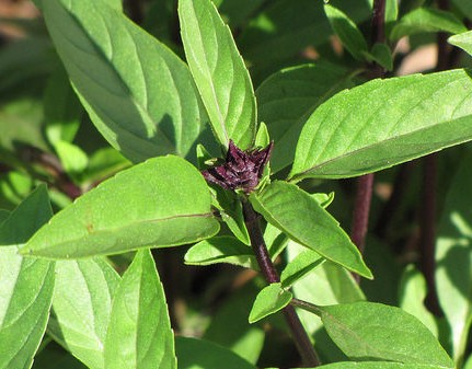 basilic ocimum basilicum