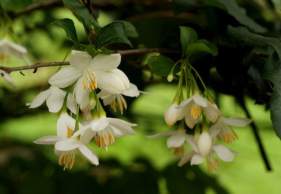 benjoin styrax japonicus