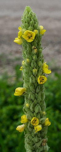 bouillon blanc verbascum thapsus