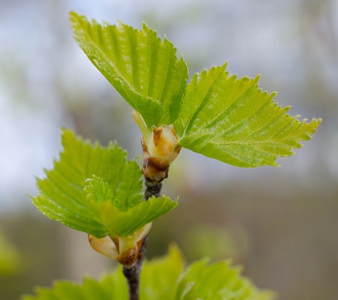 bouleau blanc betula pendula