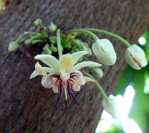 cacaoyer fleurs theobroma cacao