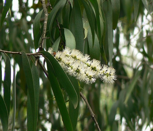 cajeput melaleuca leucadendron