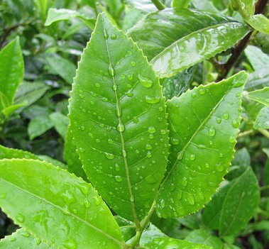 camellia sinensis