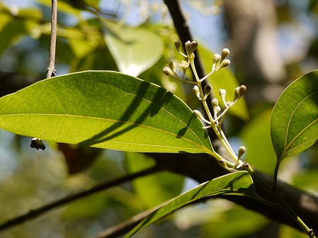 cannelier cinnamomum verum