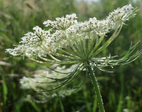 carotte daucus carota