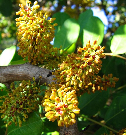 caroubier ceratonia siliqua