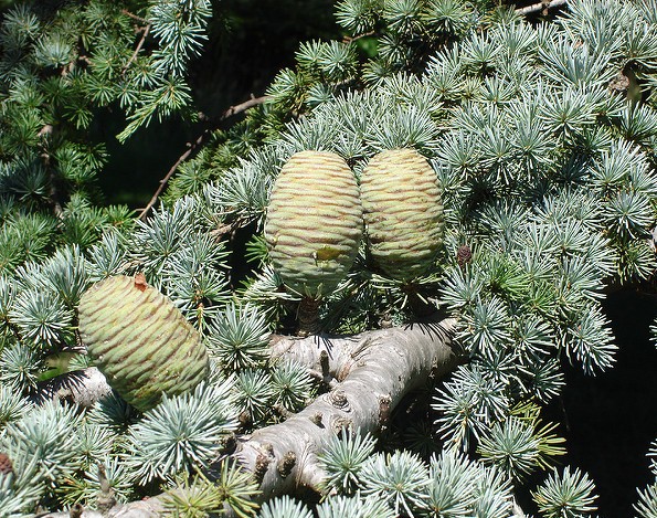 cedre atlas cedrus atlantica