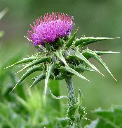 chardon marie silybum marianum