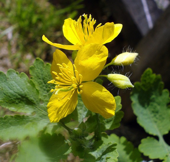 chelidoine majeure chelidonium majus plante