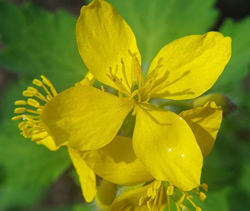 chelidoine majeure chelidonium majus