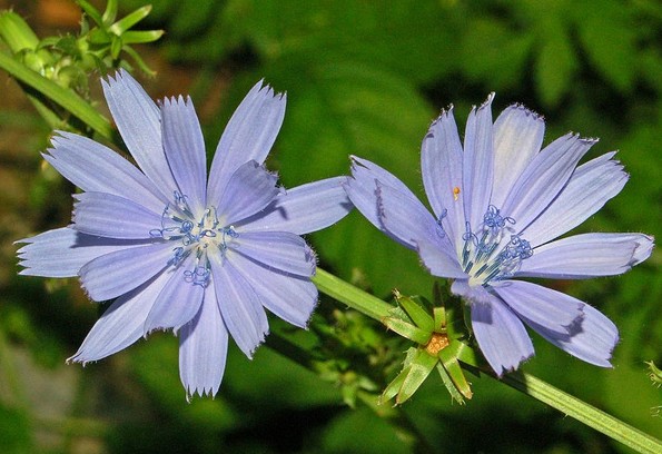 Chicorée sauvage, Cichorium intybus: bienfaits et utilisations