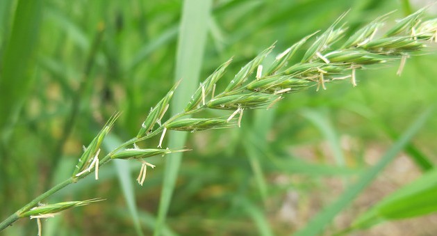 chiendent rampant elytrigia repens