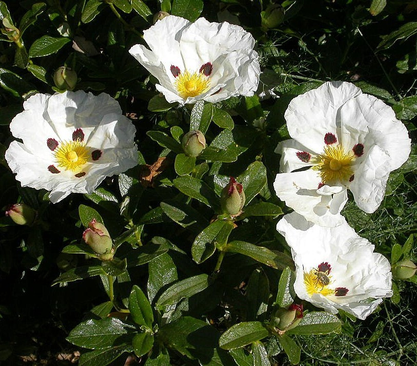 ciste ladanifere cistus ladanifer plante