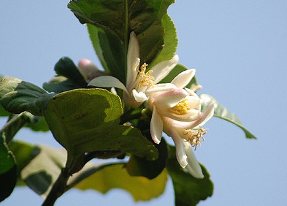 citronnnier citrus