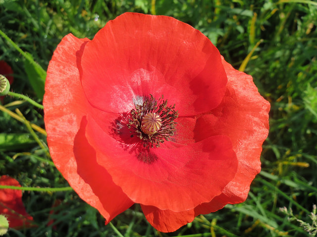 coquelicot papaver rhoeas