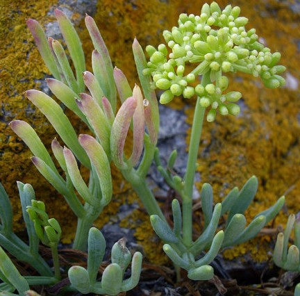 criste marine crithmum maritimum