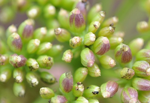 criste marine fleurs crithmum maritimum