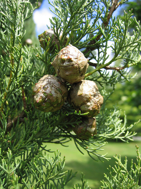 cypres cupressus sempervirens