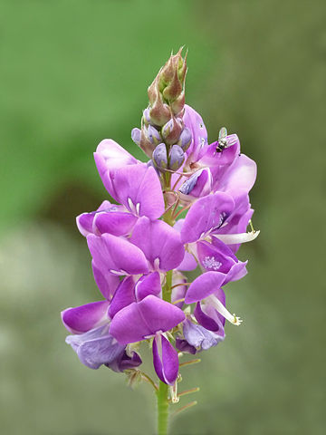 desmodium heterocarpon