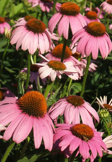 echinacee echinacea angustifolia fleurs