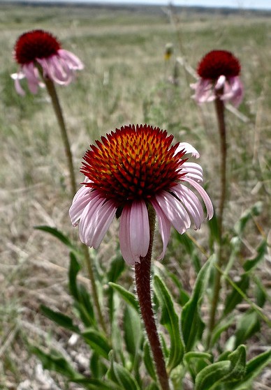 echinacee echinacea angustifolia