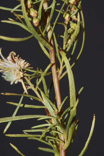 estragon artemisia dracunculus plante
