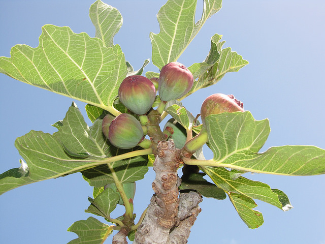 figuier ficus carica