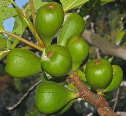 figuier fruits ficus carica