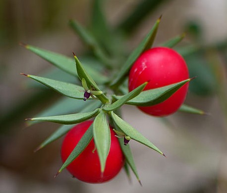 fragon epineux ruscus aculeatus