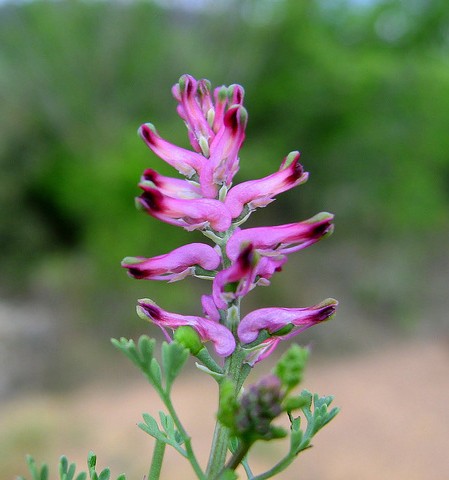 fumeterre fumaria officinalis