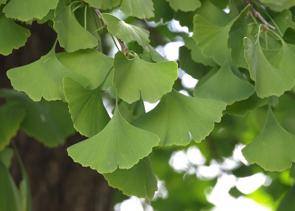 ginkgo biloba feuilles