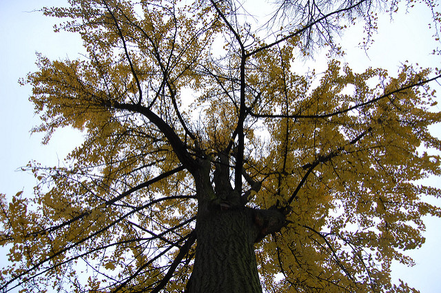 ginkgo biloba